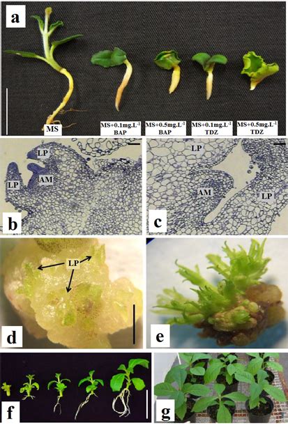 SciELO Brasil Efficient And New Method For Tectona Grandis In Vitro