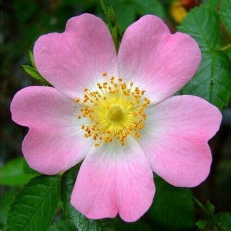 Rosa selvatica "Rosa canina" pianta di rose officinale in vaso 19