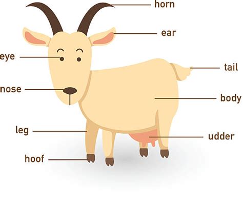 Goat Eye Illustrations, Royalty-Free Vector Graphics & Clip Art - iStock