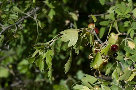 Golden Currant In June 2012 By Moses Michelsohn INaturalist