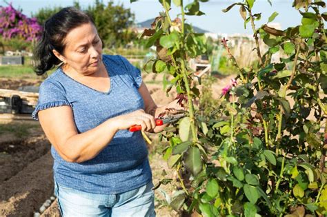 German Mature Woman Stock Photos Free Royalty Free Stock Photos From Dreamstime