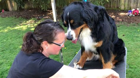 Bernese Mountain Dog Grooming: How to trim your dog's feet. Trimming ...