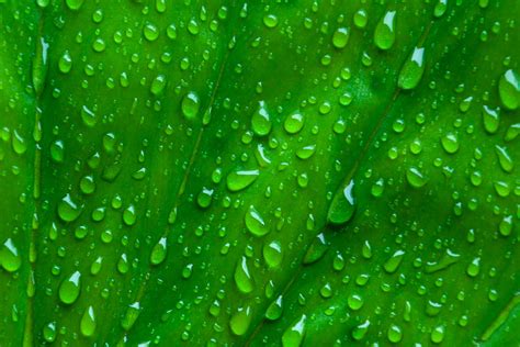 drops  green leaf  stock photo public domain pictures