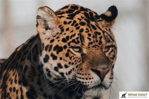 What Eats A Leopard? What Do Leopards Eat? | Earth Life