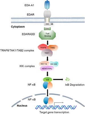 Frontiers The EDA EDAR NF κB pathway in non syndromic tooth agenesis