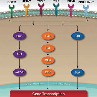 Cell Signal Transduction. | Download Scientific Diagram