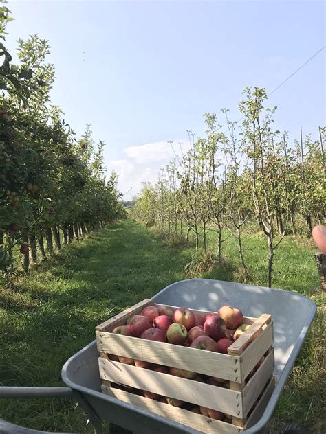 Download Picking Apples Basket Apple Tree Royalty-Free Stock ...