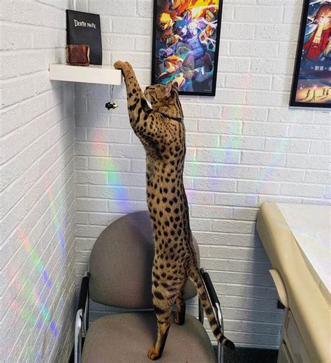 Michigan doctor's two cats break Guinness World Records | New York Post