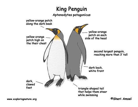 Natural Selection and Evolution - Emperor Penguin (Aptenodytes forsteri)