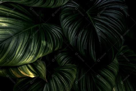 Folhas Verdes De Plantas Tropicais No Jardim Fundo De Textura Densa