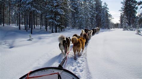 Balade En Chien De Traineau Courchevel Gorpo HD YouTube