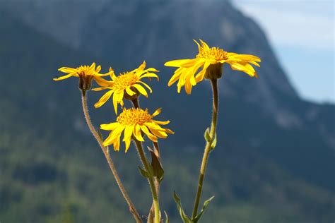 Arnika Schwabe Austria