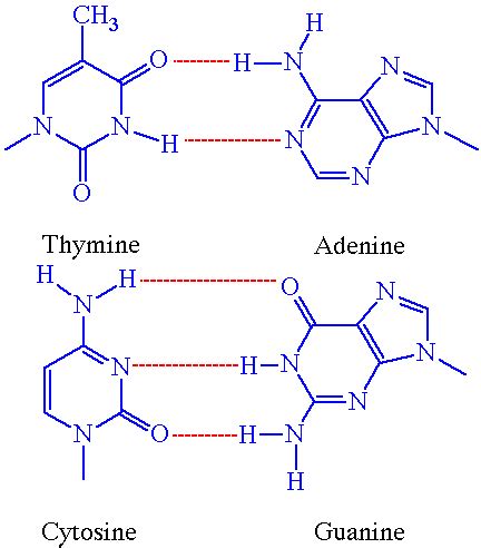 In DNA hydrogen bond occurs between