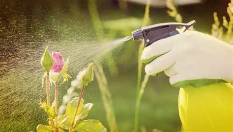 ¿pesticidas En El Jardín No Gracias Consejos Para Mi Huerto