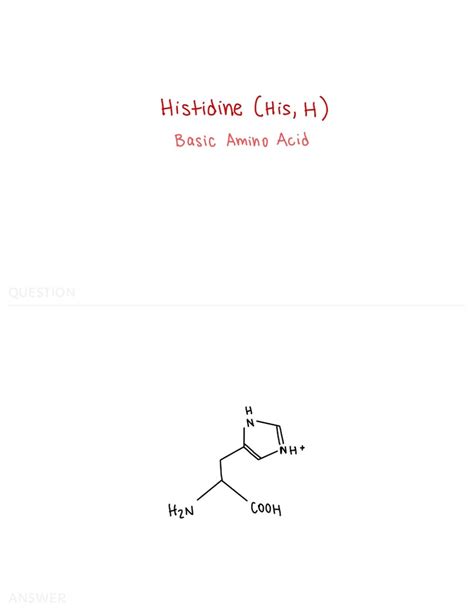 Amino Acid Flashcards And Study Sheet Etsy