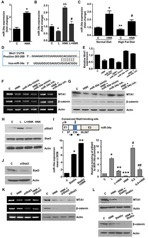 Involvement Of Mir A In Hnk Mediated Inhibition Of Mta Catenin