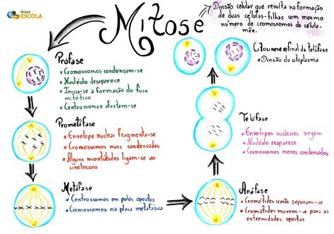 Mapa Mental Sobre Mitose Maps Study