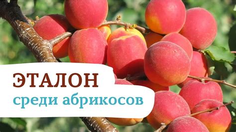 САРАТОВСКИЙ РУБИН - ВОЗМОЖНО ЛУЧШИЙ АБРИКОС ДЛЯ ВАС ! - YouTube