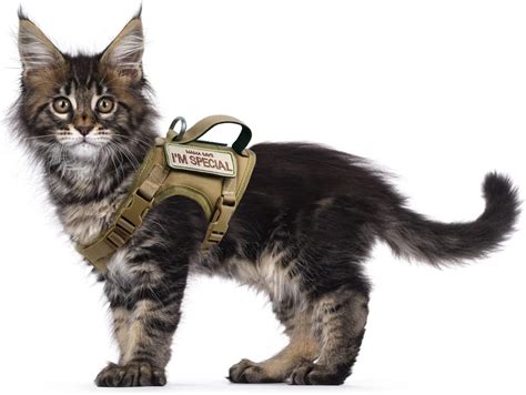 Tactical Cat Harness For Walking Escape Proof Soft Mesh Adjustable Pet