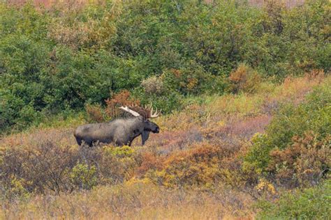 Bull Moose In Denali National Park In Fall Stock Photo Image Of