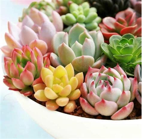 Mixed Succulent Seeds 100seeds Pack Etsy