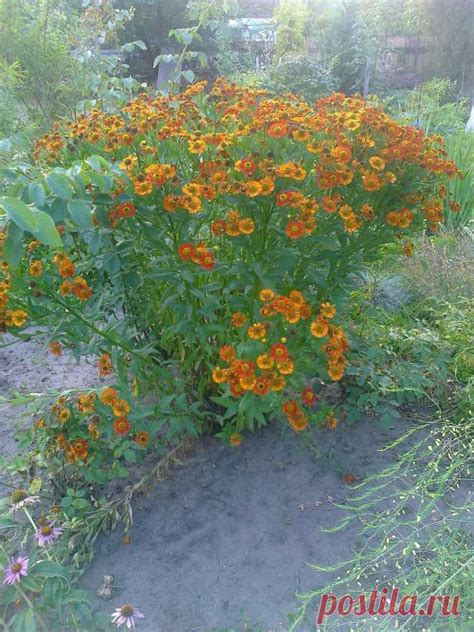 Гелениум осенний Рубиновый гном(Helenium autumnale Rubinzwerg) | Мой ...