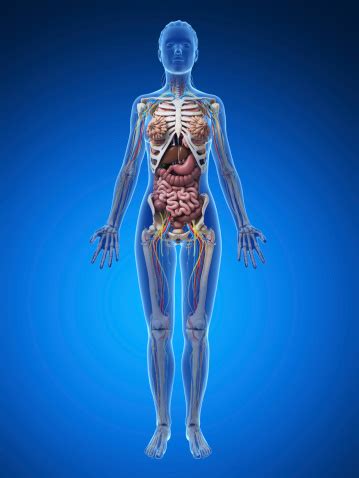 Female Anatomy Full Body Stock Photo - Download Image Now - iStock