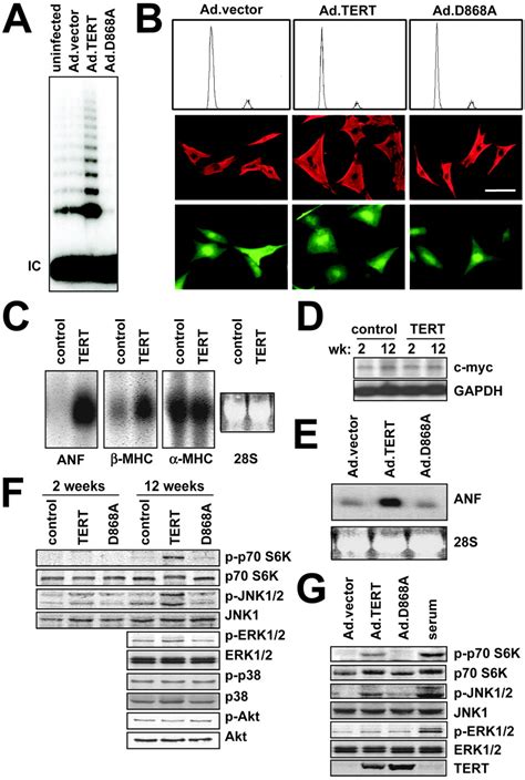 Telomerase Reverse Transcriptase Promotes Cardiac Muscle Cell