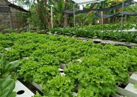 Berikut Cara Agar Tanaman Hidroponik Tumbuh Subur