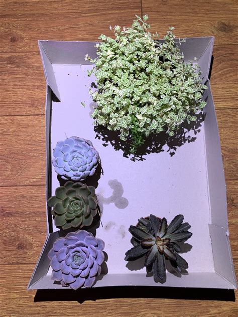 I Meant To Buy The Top One Crassula Petite Bicolor But I Couldn T