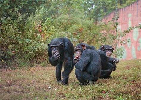 Former Research Chimpanzees Find A Home With Local Sanctuary The