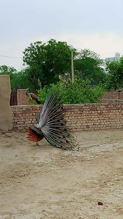 Beautiful Peacock Dance 🥰 Youtube