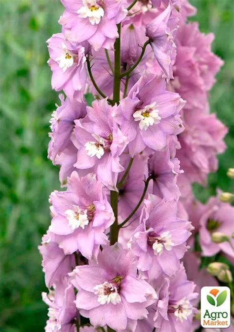 Дельфиниум гибридный "Cherry Blossom White Bee" - Садовые цветы ...