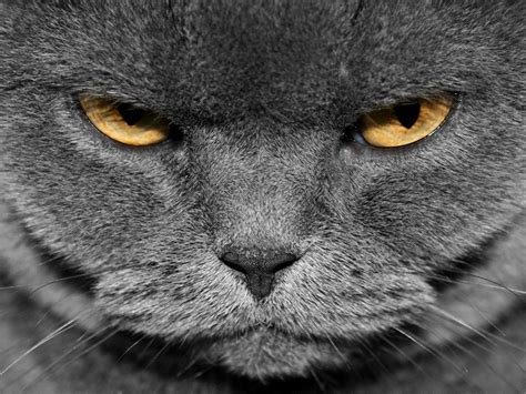 Angry Animal Wallpapers Top Free Angry Animal Backgrounds