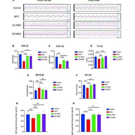 Intravenous Infusion Of Cb Mncs And Uc Mscs Improved Pulmonary