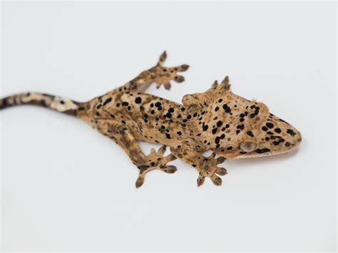 Cluster Spots Crested Gecko Traits Morphpedia