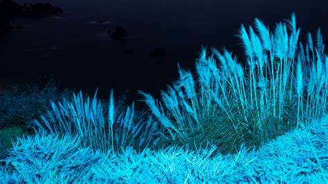 1920x1080 Night Grass 5k Laptop Full Hd 1080p Hd 4k Wallpapersimages