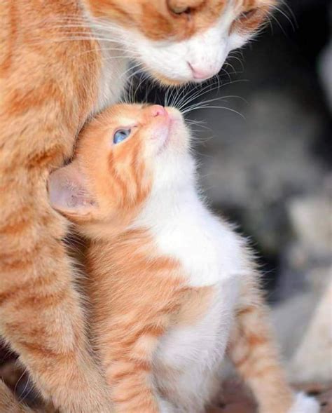 Love Mom Baby Cats Cute Cats Beautiful Cats