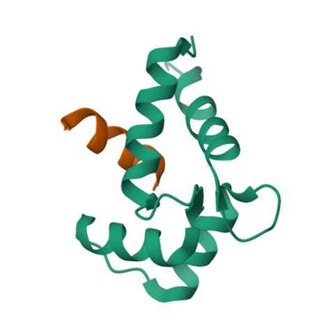 RCSB PDB 8DGK NMR Structure Of Calmodulin Bound To N Terminal Site