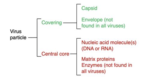 Biol 251 - Chapter 6 Flashcards | Quizlet 