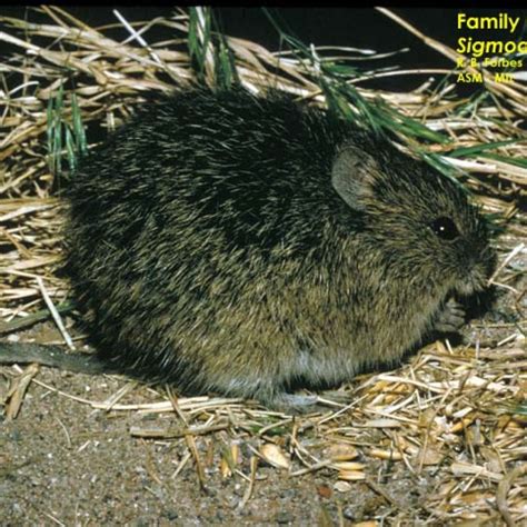 Hispid Cotton Rat American Society Of Mammalogists