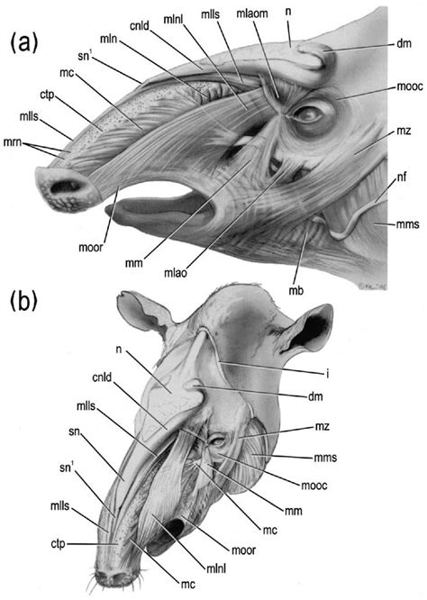 Anatomia tapir | Dog anatomy, Weird looking animals, Prehistoric animals