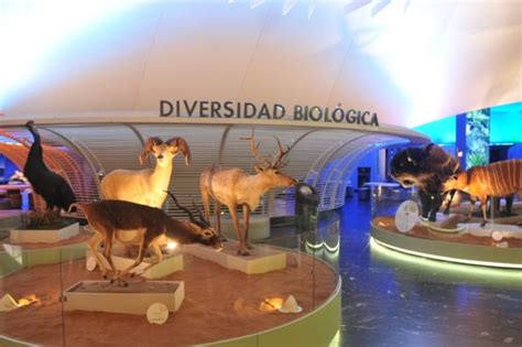 Conoce Las Bóvedas Del Museo De Historia Natural