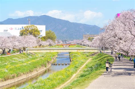 豊川の桜を見てきました！【佐奈川・桜トンネル・豊川公園】｜豊橋・豊川エリアの情報が満載 クーポンマガジンアプリ「hanamaru Palette」