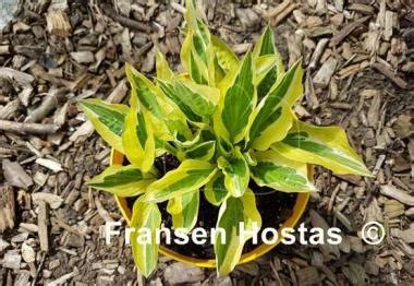 Hosta Eros - Fransen Hostas