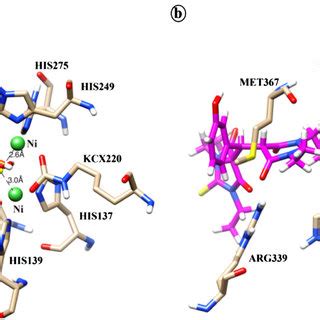 Mode Of Binding Of Compounds 13 A And 9 B Into The Active Site Of