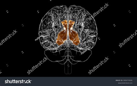 334 Cingulate Gyrus Images, Stock Photos & Vectors | Shutterstock