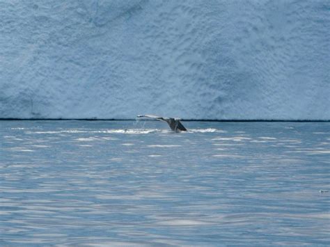 Ilulissat Icefjord Cruise Excursion: The Best Boat Tour