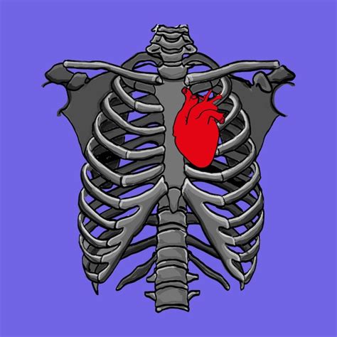 Costillas humanas y anatomía del corazón Vector Premium