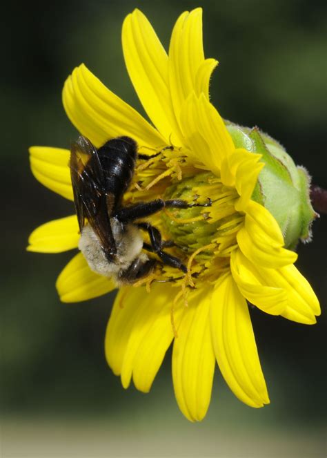 Hibiscus Bee on Rosinweed | Bee, Hibiscus, Prairie planting